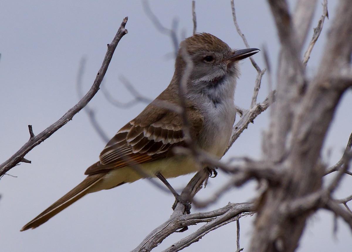 Ash-throated Flycatcher - ML580493481
