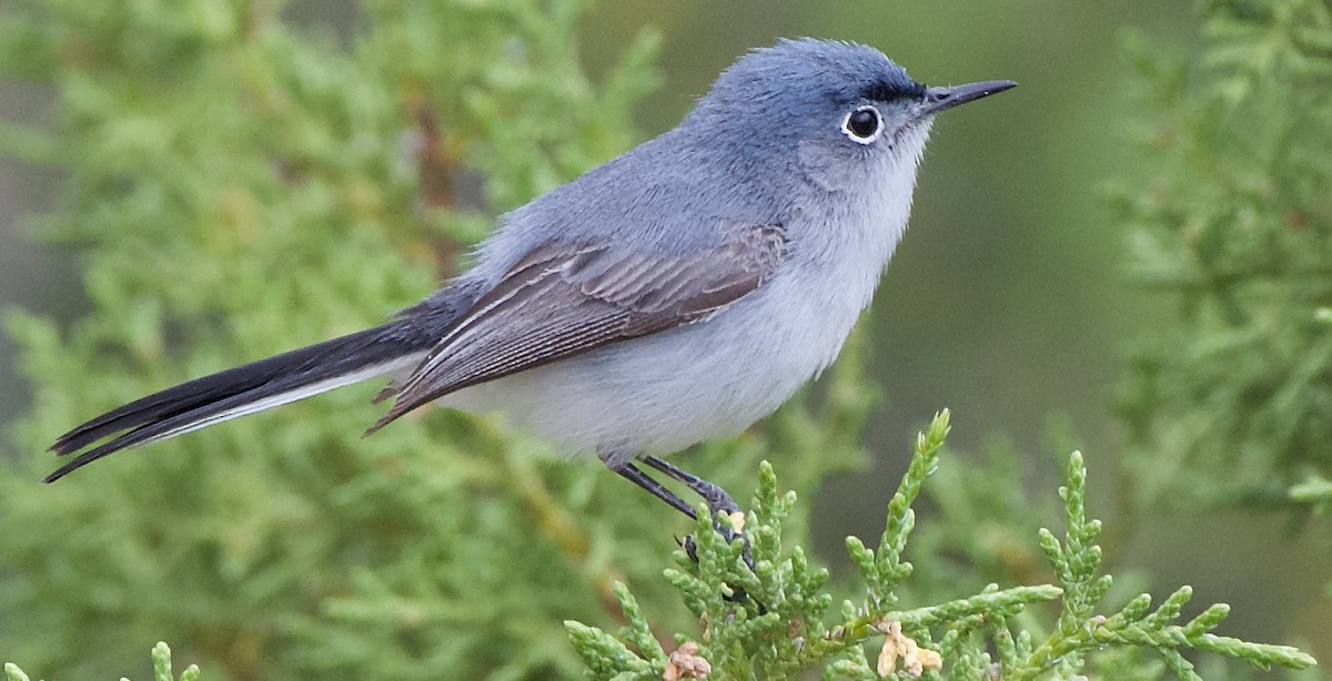 Blue-gray Gnatcatcher - ML580493531