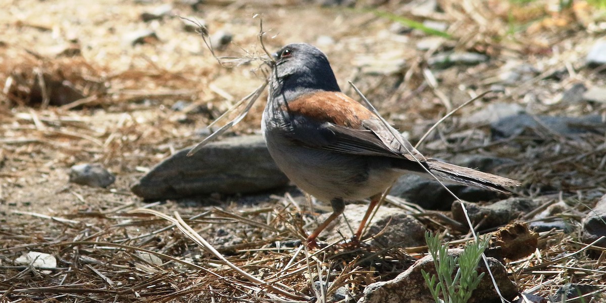 Junco ardoisé - ML580493961