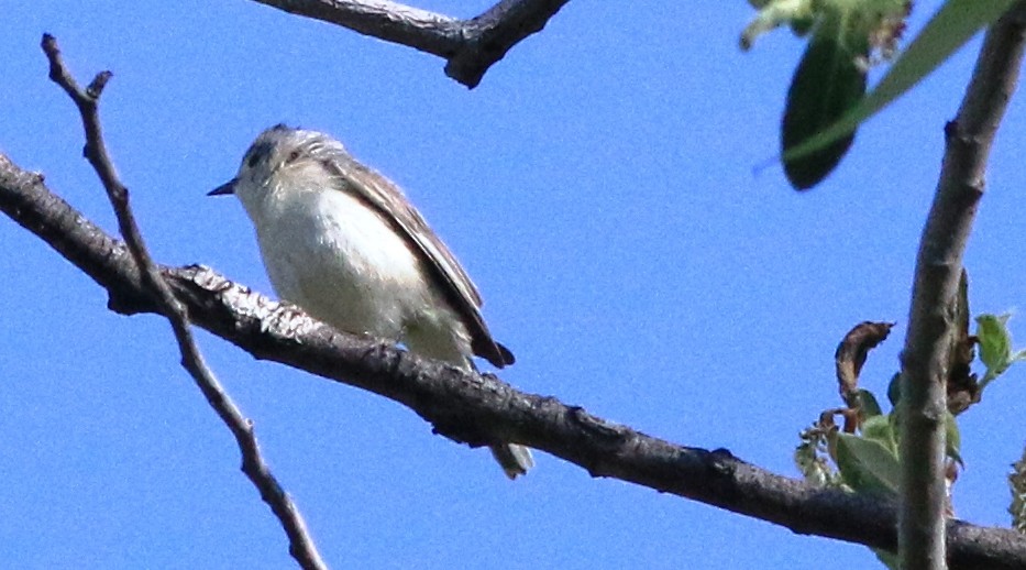 Lucy's Warbler - ML580494071