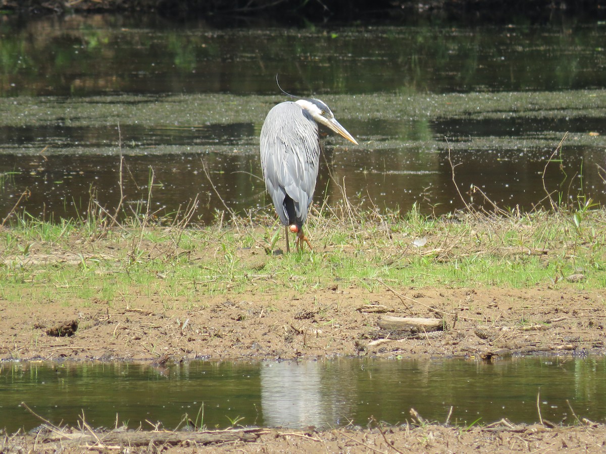 Great Blue Heron (Great Blue) - ML580494091