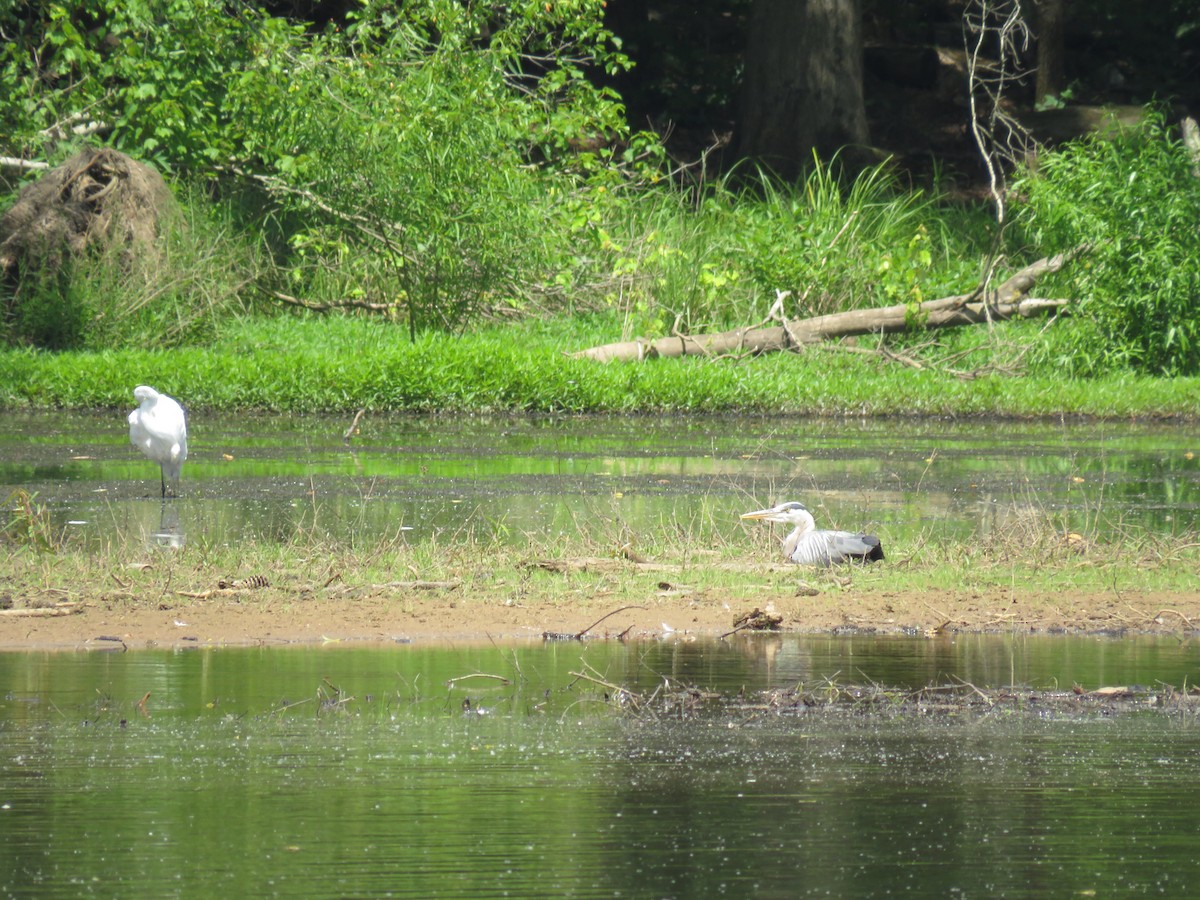 Great Blue Heron (Great Blue) - ML580494161