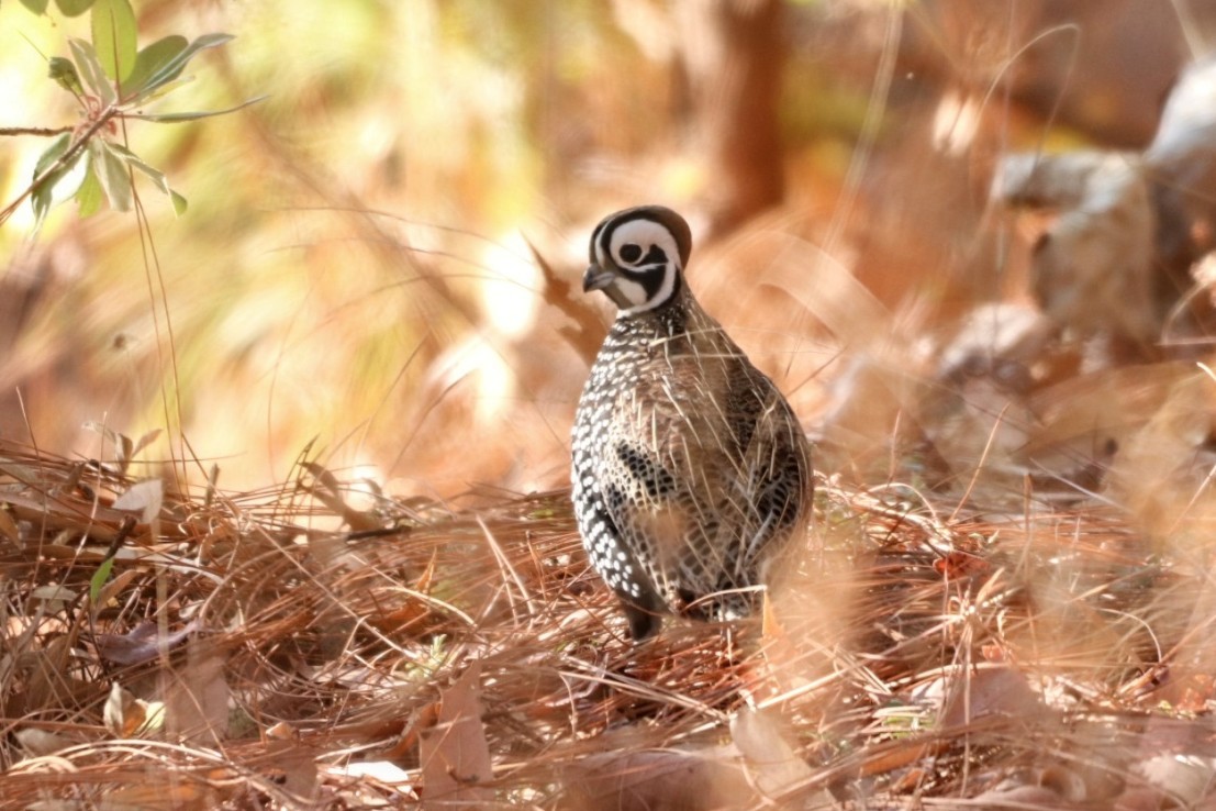 Montezuma Quail - ML580494431