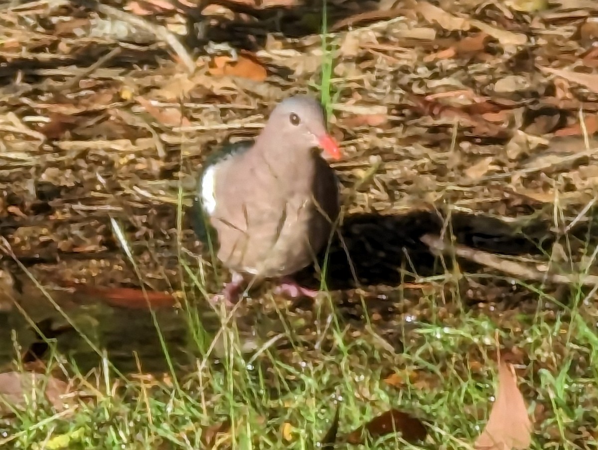holub hnědohlavý - ML580494581