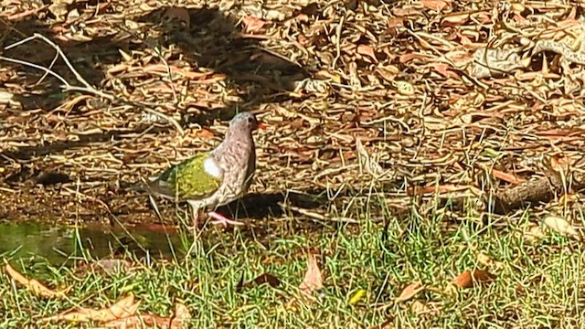 Pacific Emerald Dove - ML580494631