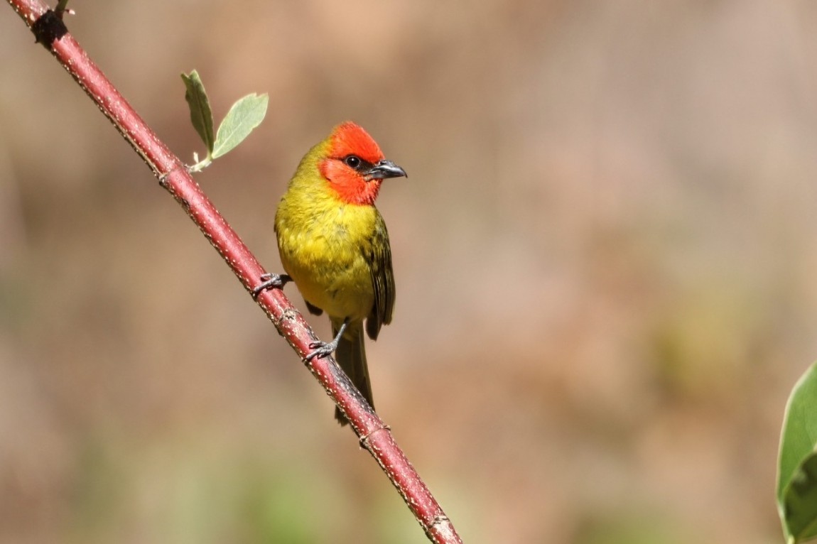 Red-headed Tanager - ML580494641