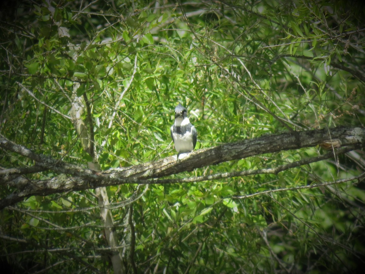 Belted Kingfisher - ML580494741