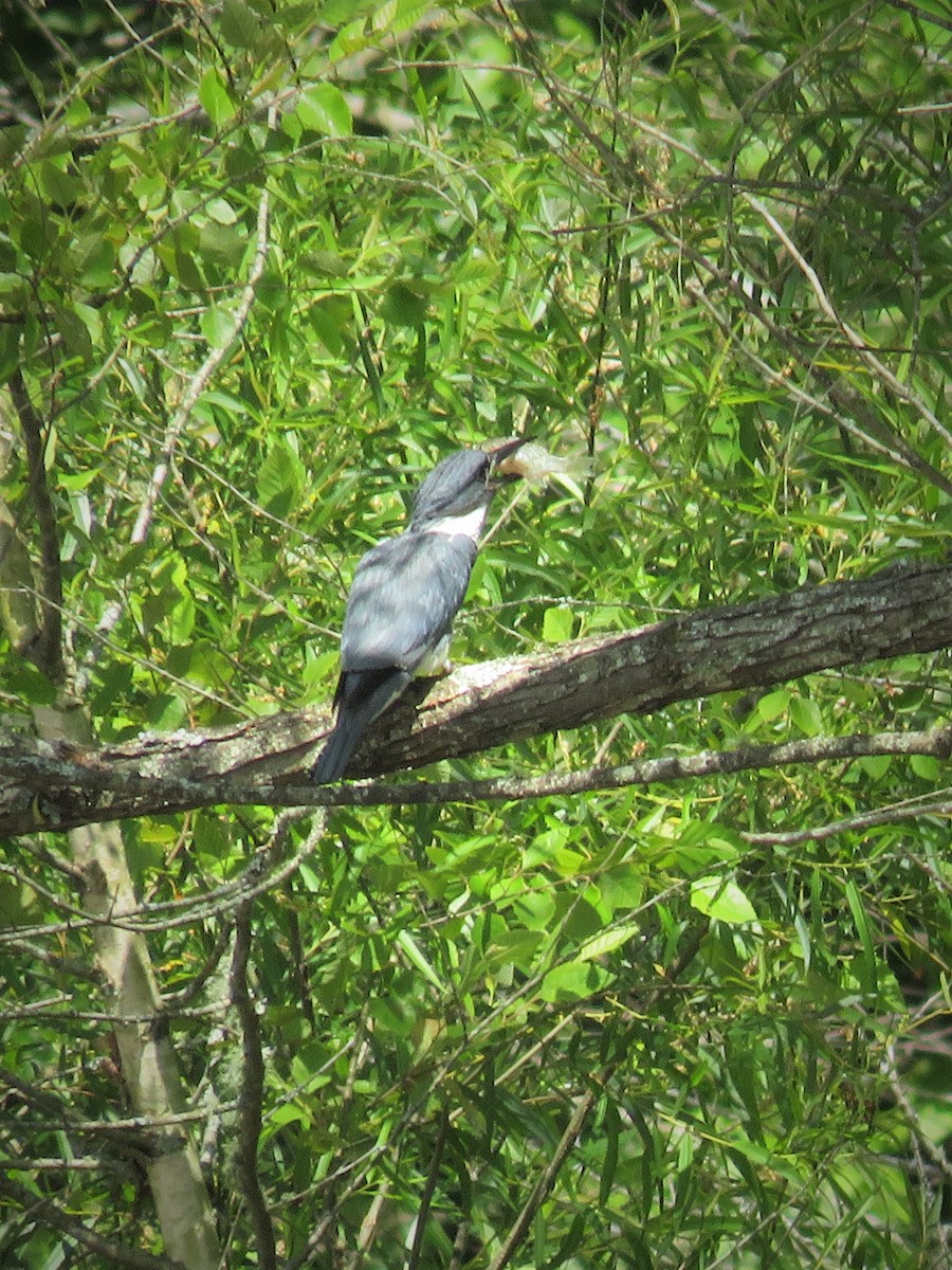 Belted Kingfisher - ML580494921