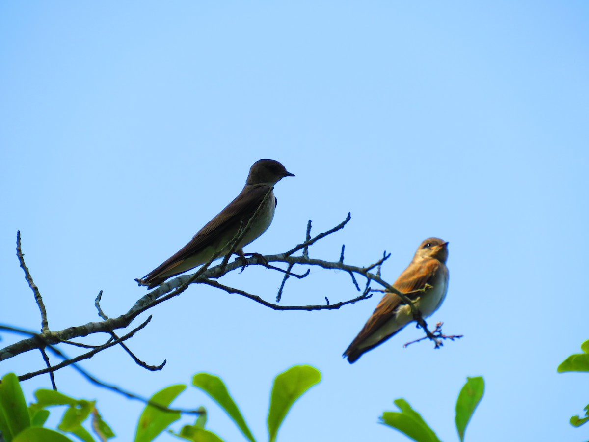Northern Rough-winged Swallow - ML580494961