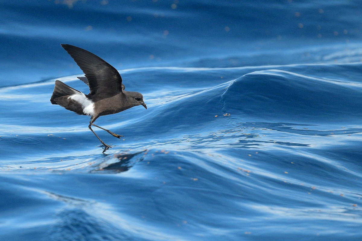 Wilson's Storm-Petrel - Kate Sutherland