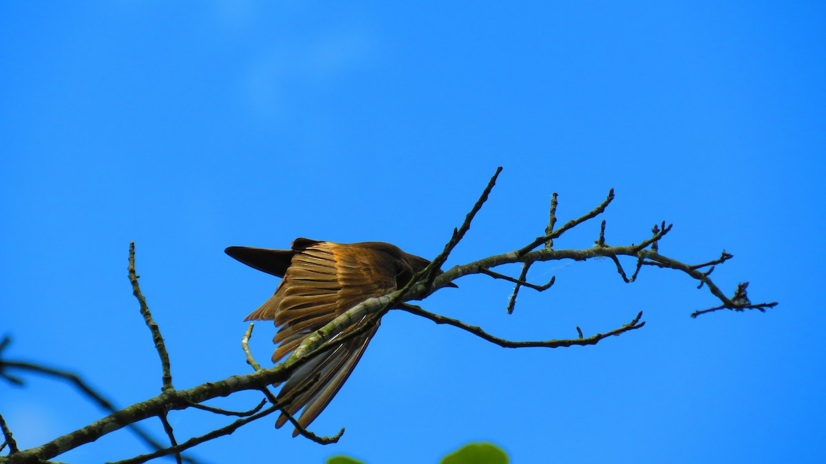 Northern Rough-winged Swallow - ML580495251