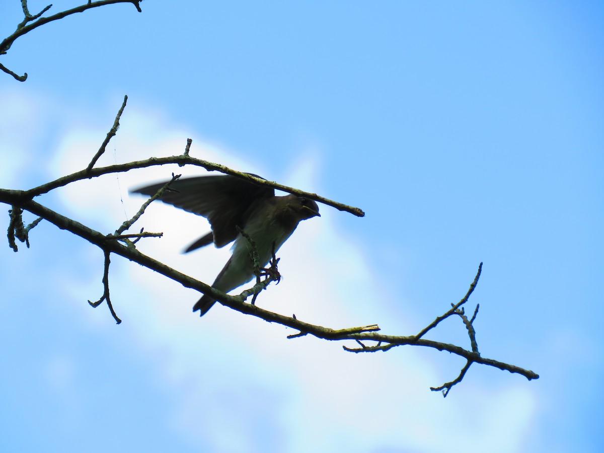 Northern Rough-winged Swallow - ML580495261