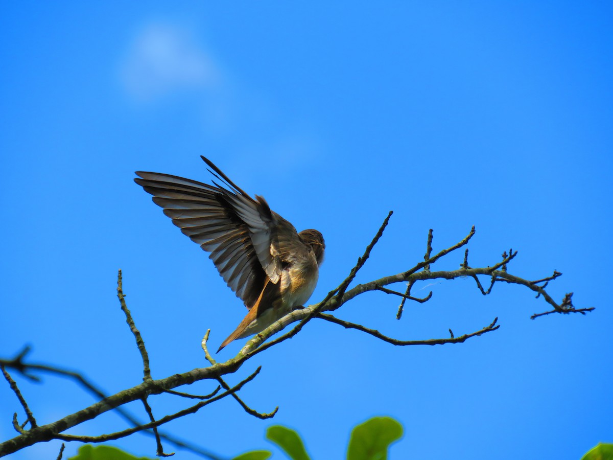 Northern Rough-winged Swallow - ML580495271