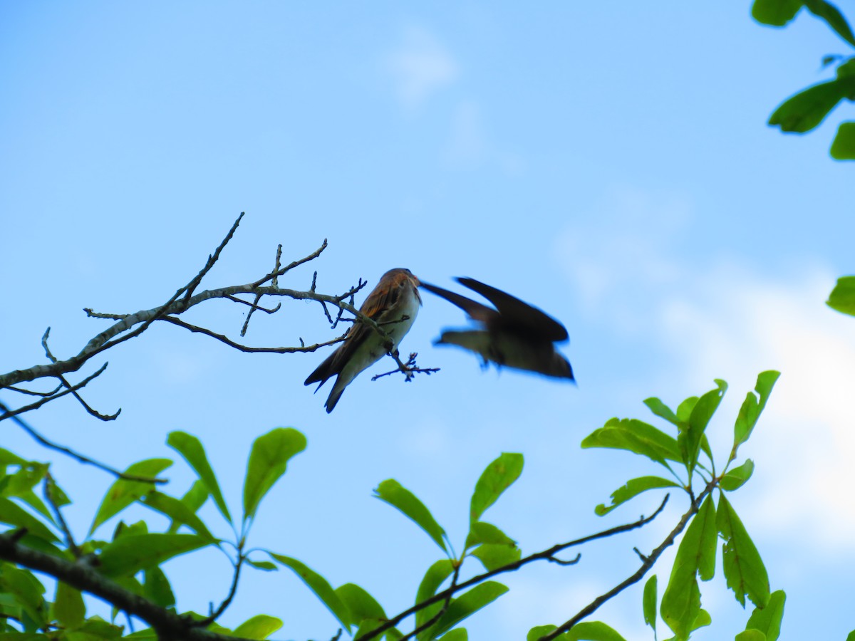 Northern Rough-winged Swallow - ML580495281