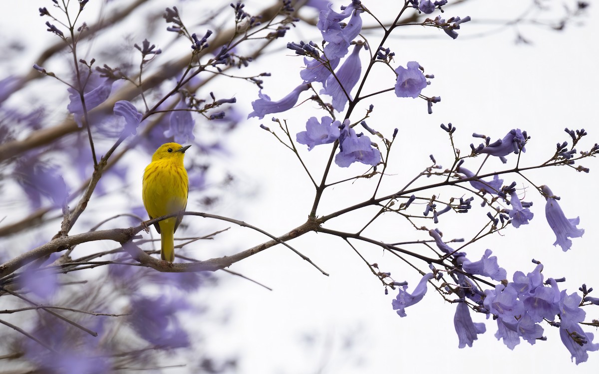 Yellow Warbler - ML580495581