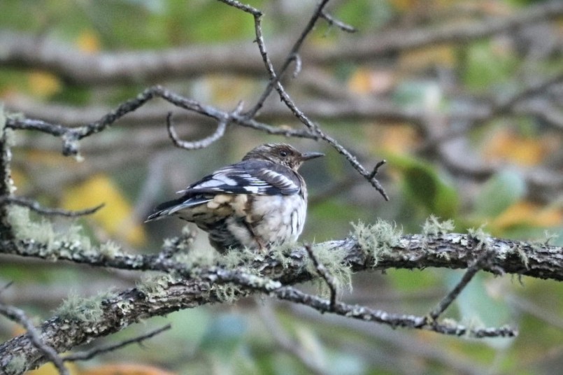 Aztec Thrush - ML580495611