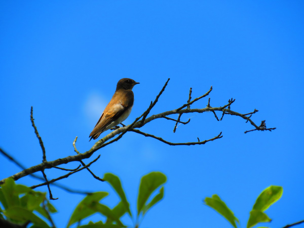 Northern Rough-winged Swallow - ML580495761