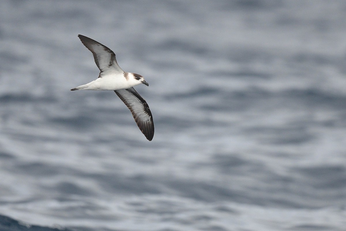 Petrel Antillano - ML580495911