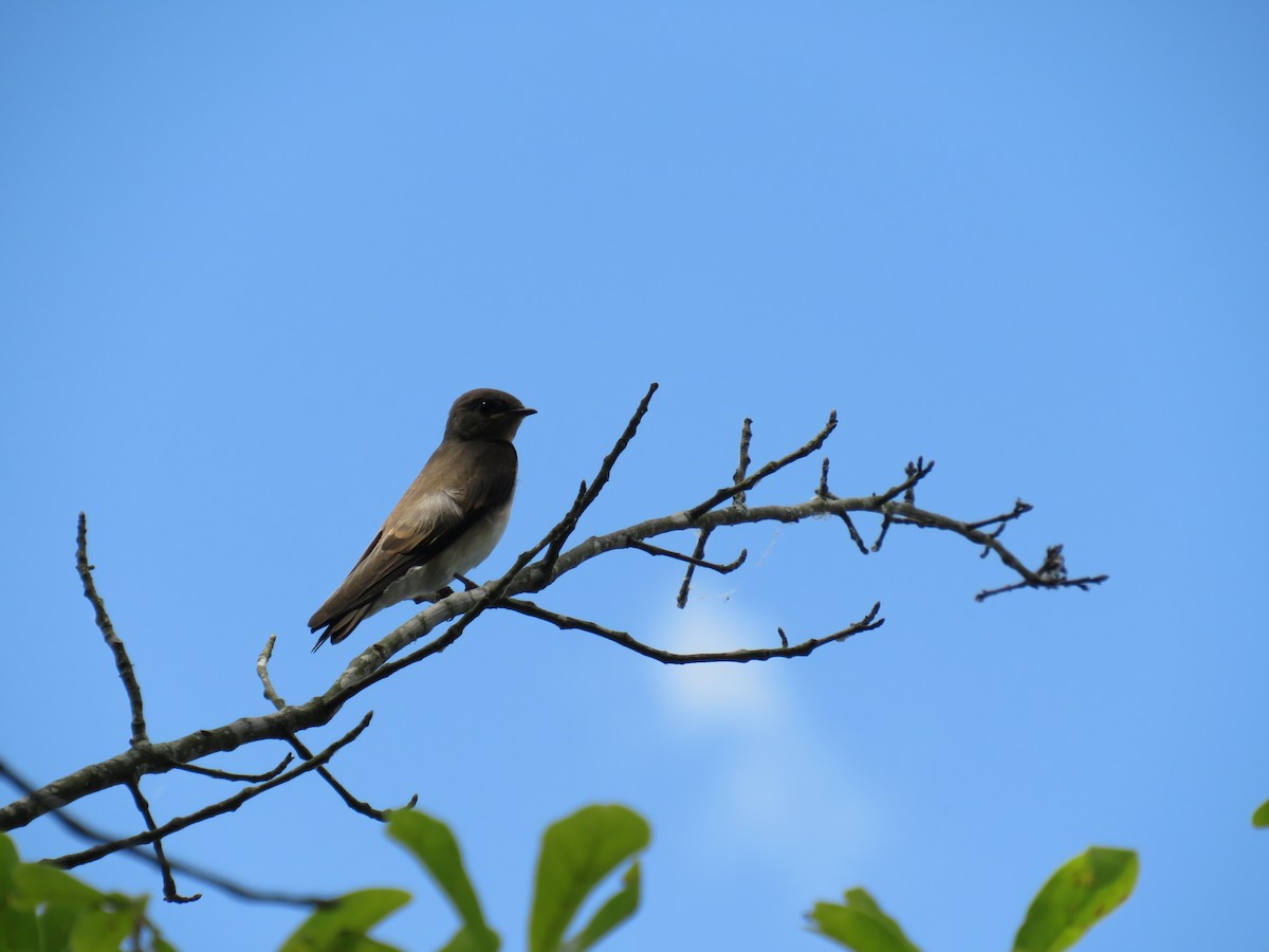 Northern Rough-winged Swallow - ML580495941