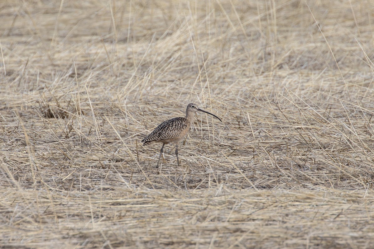 Long-billed Curlew - Kylie Pon