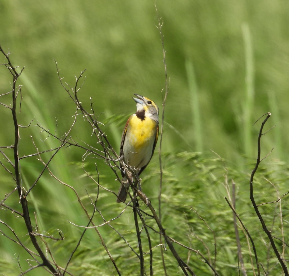 Dickcissel - ML580496271
