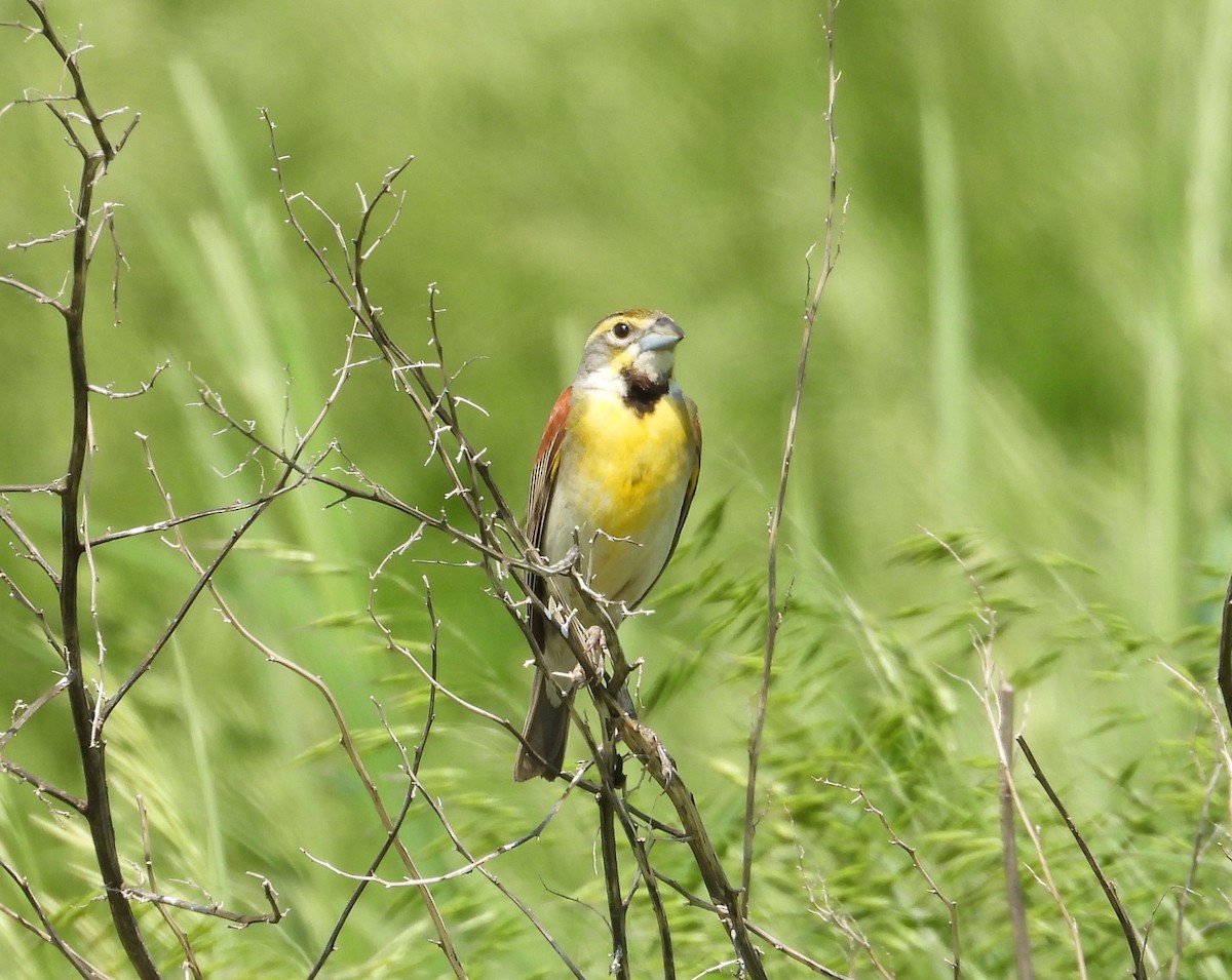 Dickcissel - ML580496291