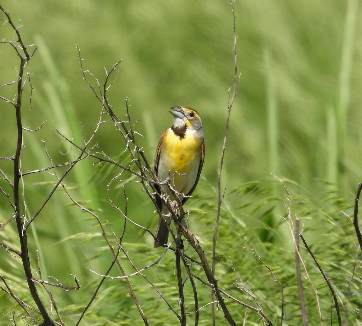 Dickcissel - ML580496331