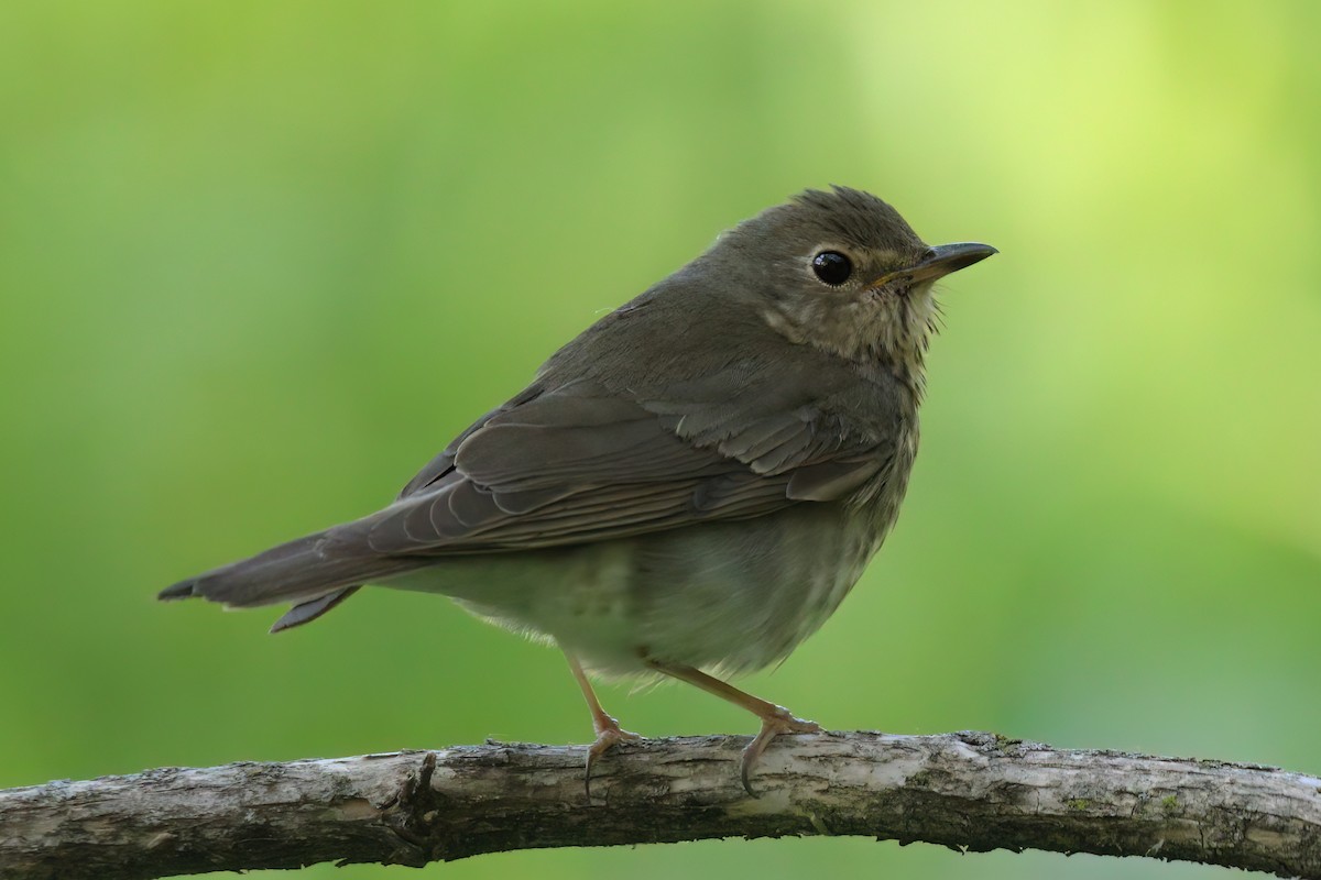 Swainson's Thrush - ML580497391