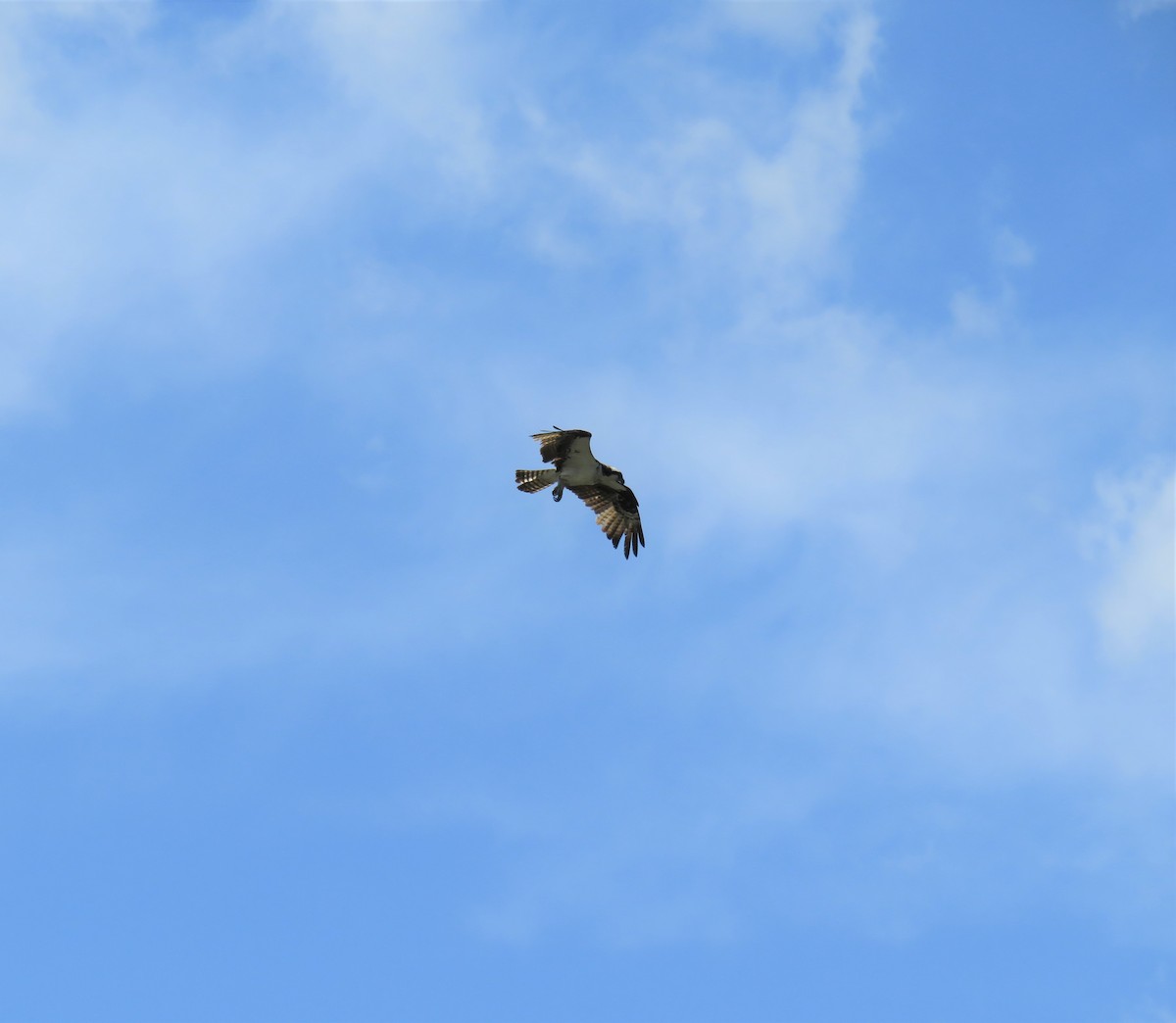 Osprey (carolinensis) - ML580497841