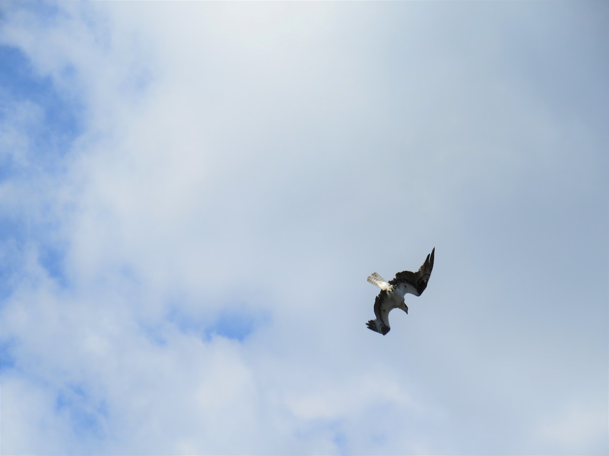 Osprey (carolinensis) - ML580497871