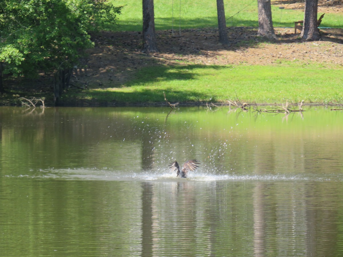 Osprey (carolinensis) - ML580497891