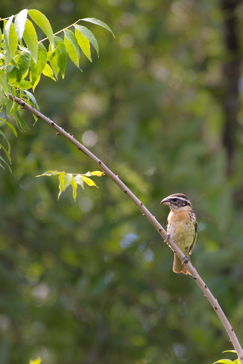 Black-headed Grosbeak - ML58049811