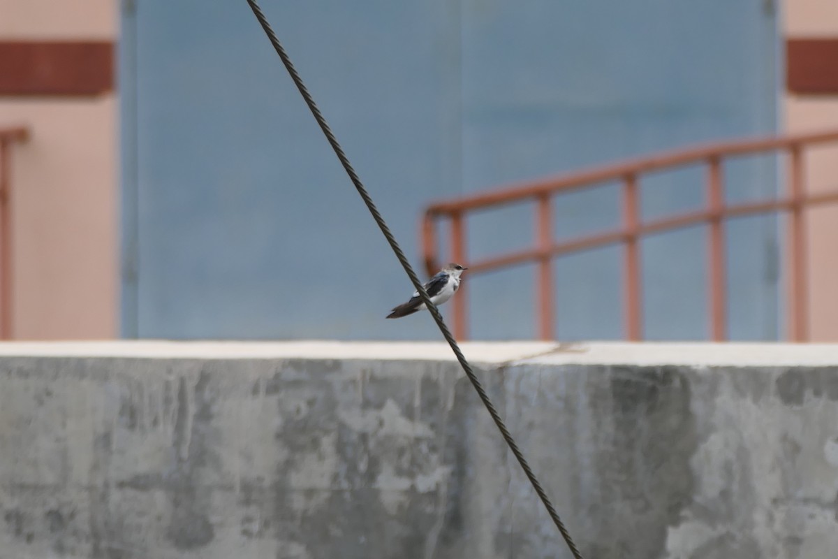 White-winged Swallow - ML580498381