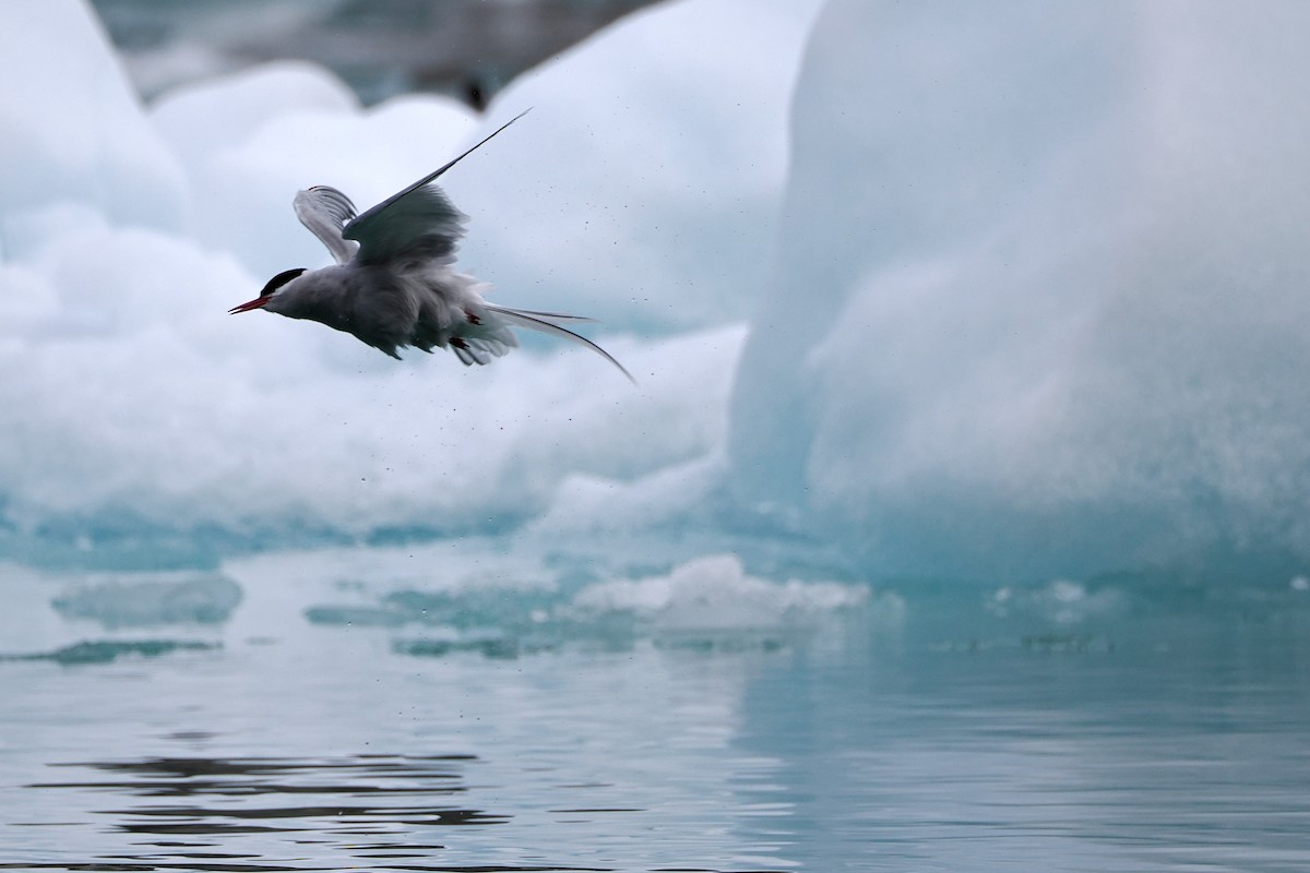Arctic Tern - steve b