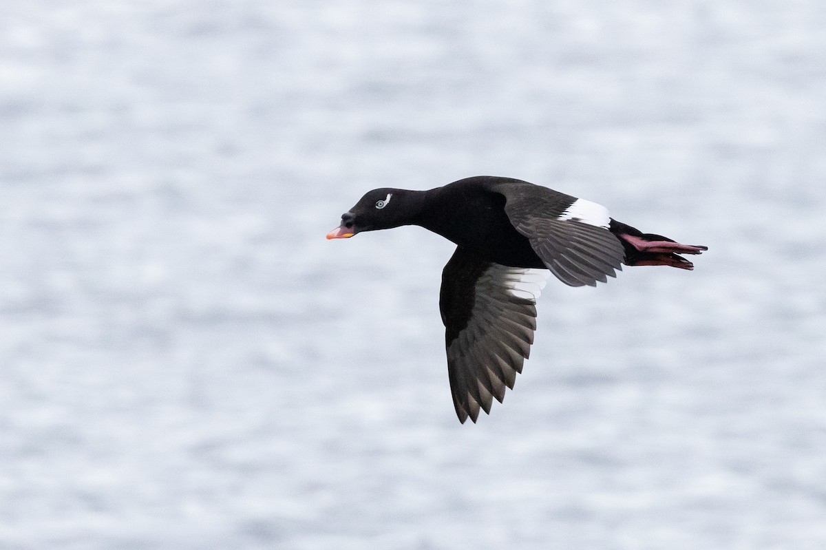 Stejneger's Scoter - ML580498651