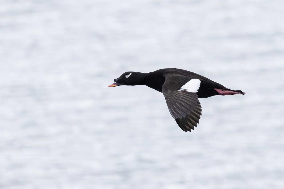 Stejneger's Scoter - ML580498761