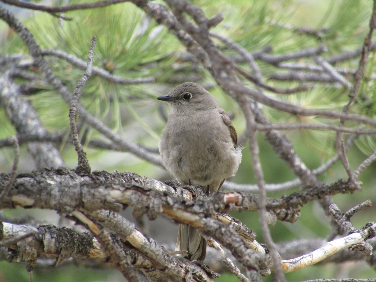 Townsend's Solitaire - ML580500581