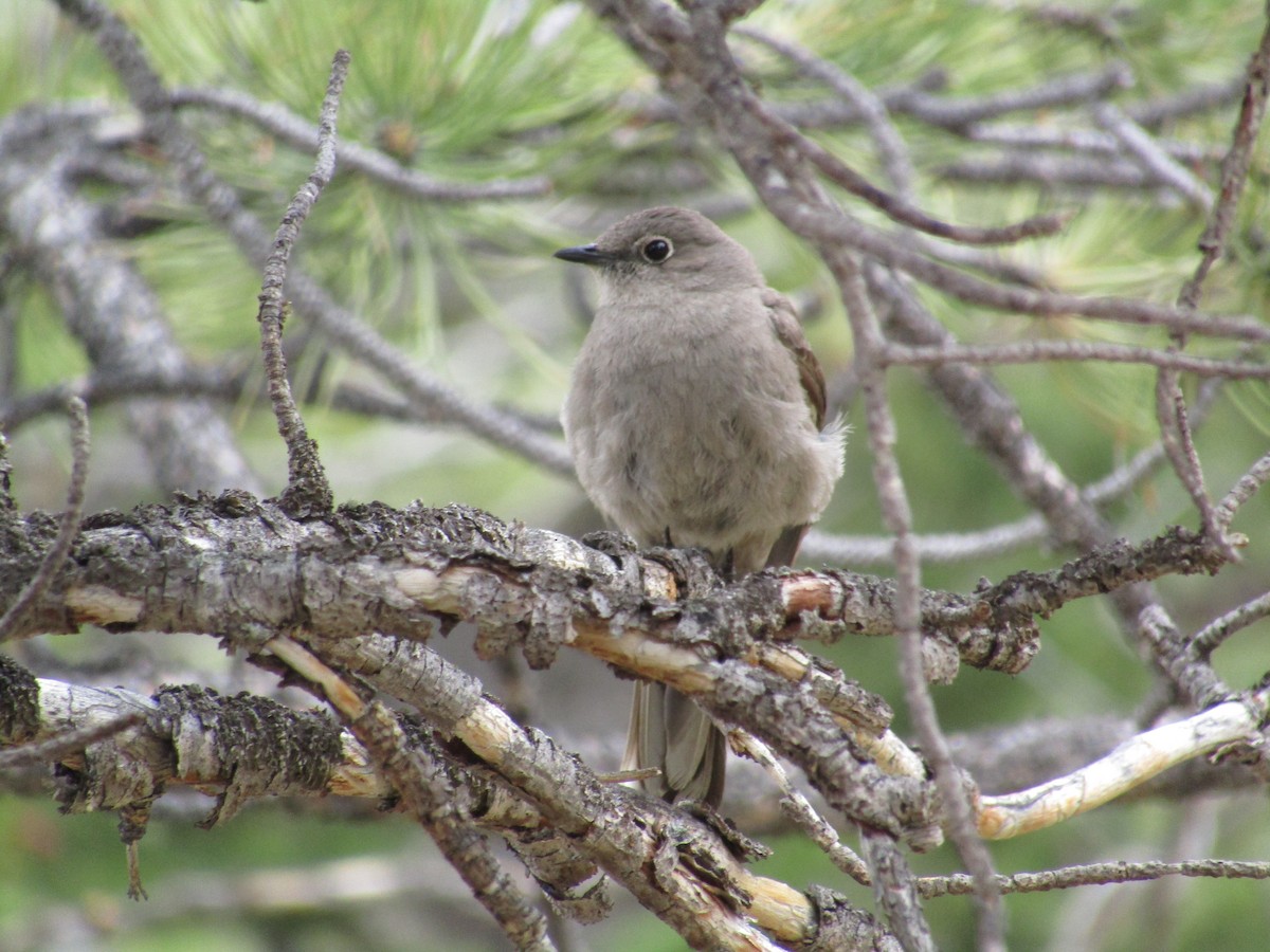 Townsend's Solitaire - ML580500591