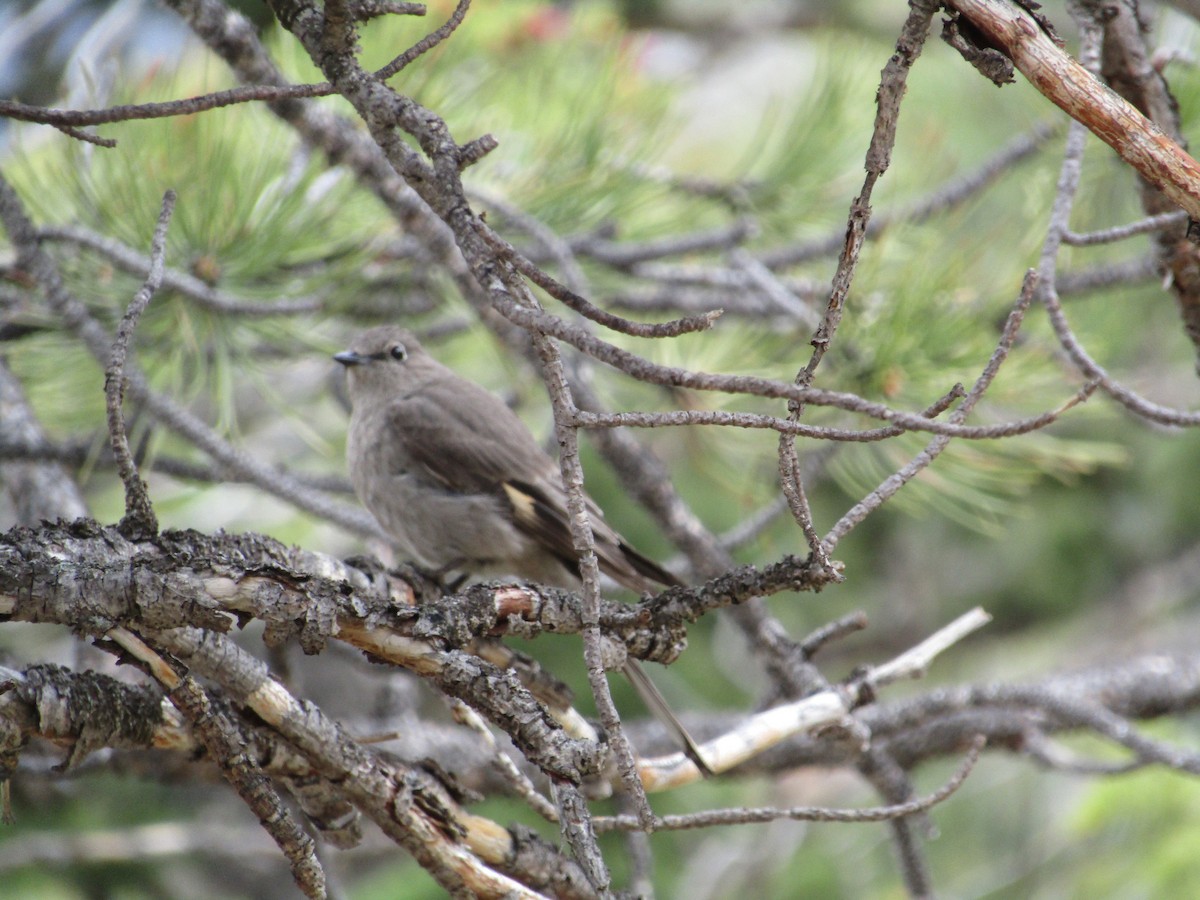 Townsend's Solitaire - ML580500601