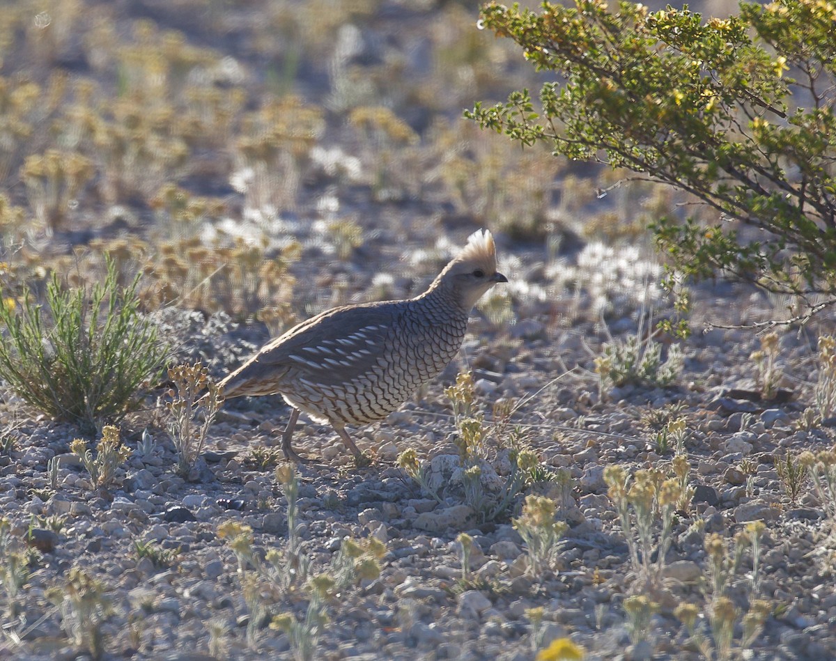 Scaled Quail - ML580501451