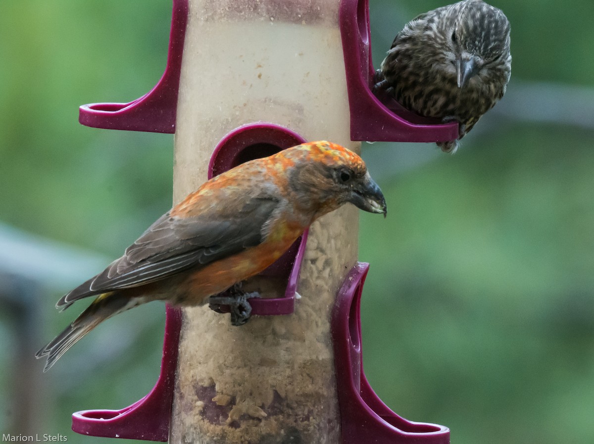 Red Crossbill - Marion Stelts