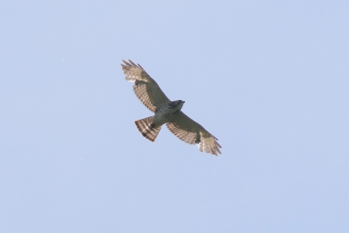 Broad-winged Hawk - ML580503331