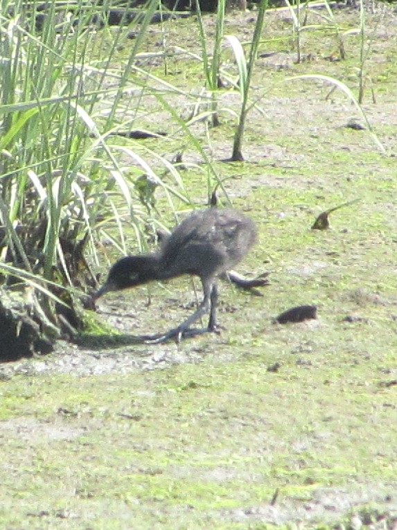 Clapper Rail - michael popowski