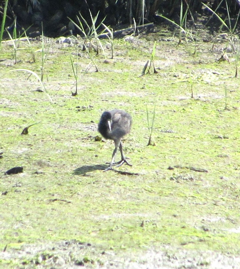 Clapper Rail - ML580505641