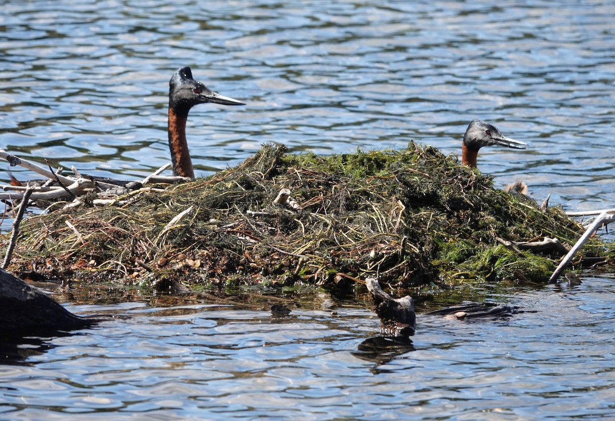 Great Grebe - Sue Hacking