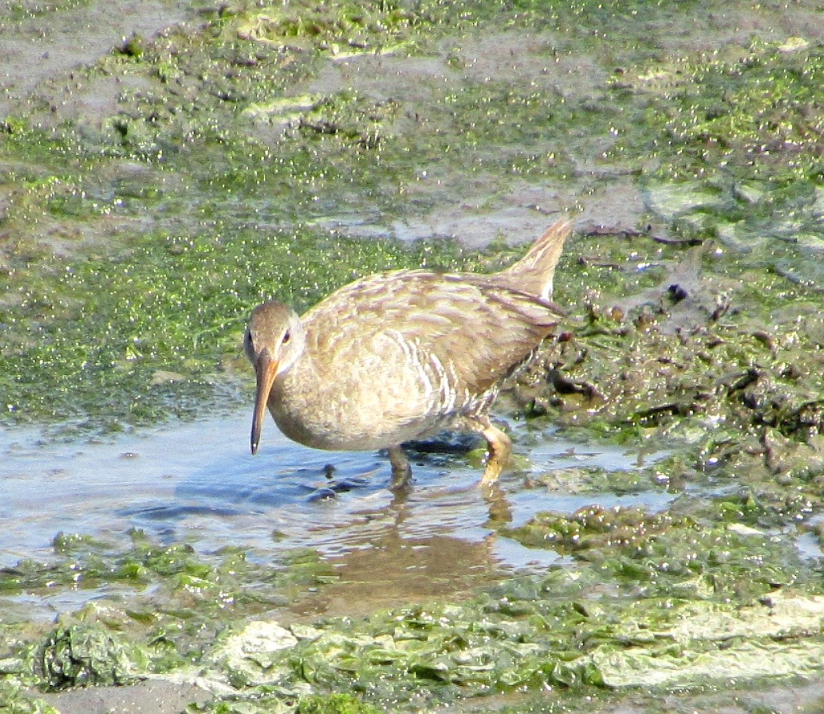 Clapper Rail - ML580506511