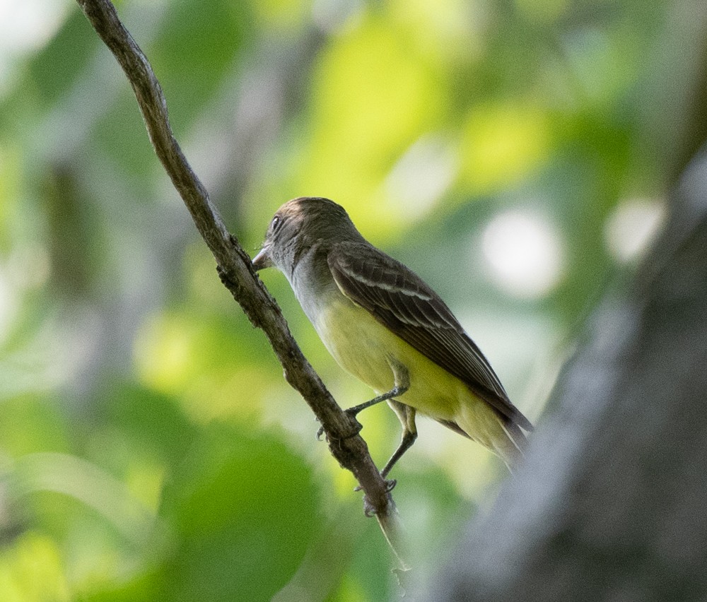 Great Crested Flycatcher - Estela Quintero-Weldon