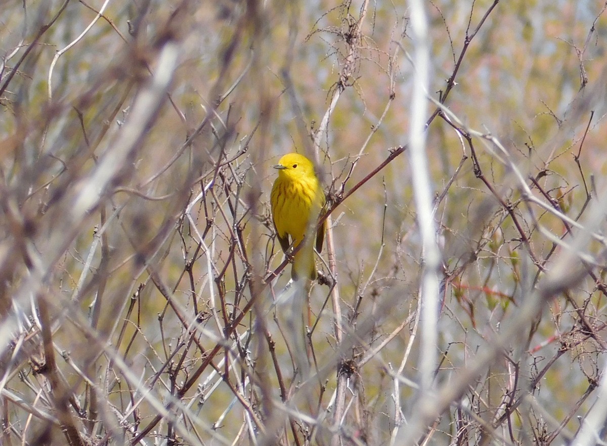 Yellow Warbler - ML58050821