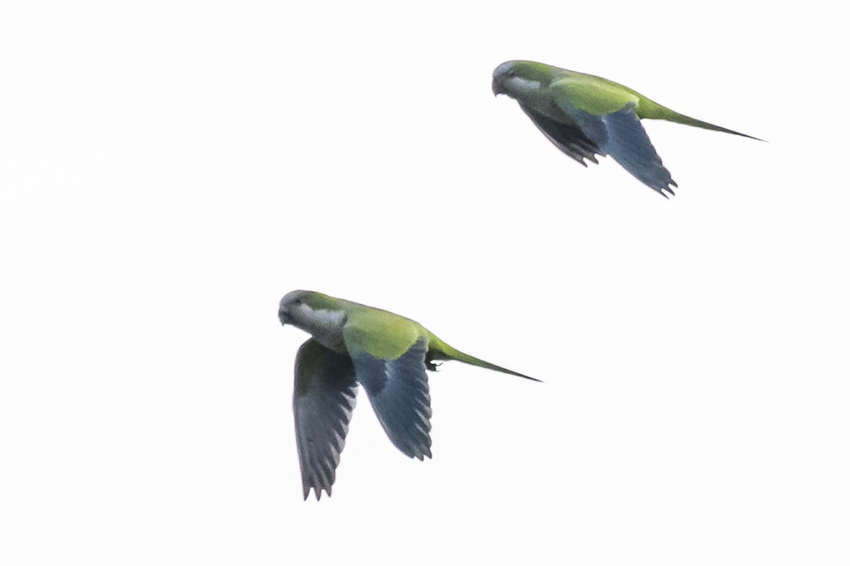 Monk Parakeet - Amed Hernández