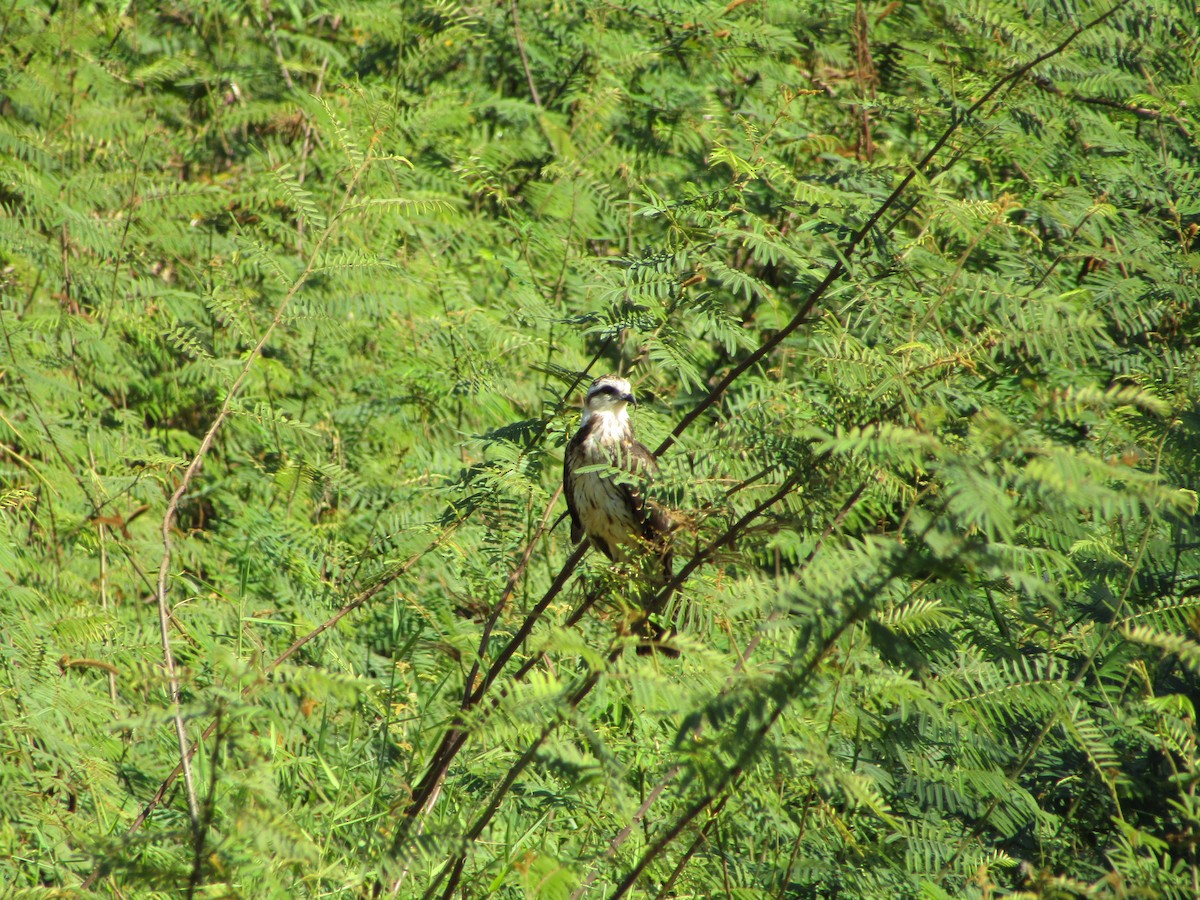 Schneckenbussard - ML580509031